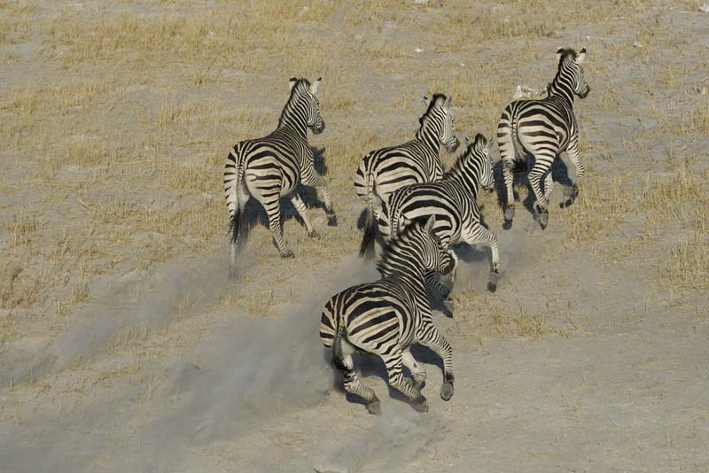 0044_Botswana_Maun_Zebres