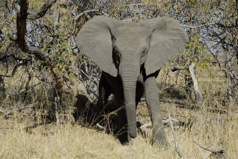 0412_Botswana_Maun_Elephants