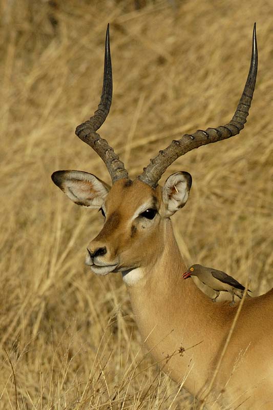 0494_Botswana_Maun_Impala_1
