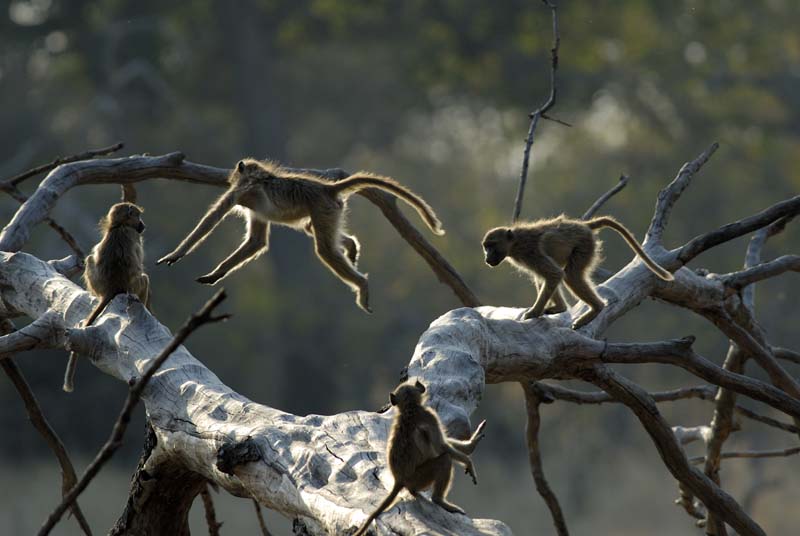 0956_Botswana_Xakanaxa_Babouins
