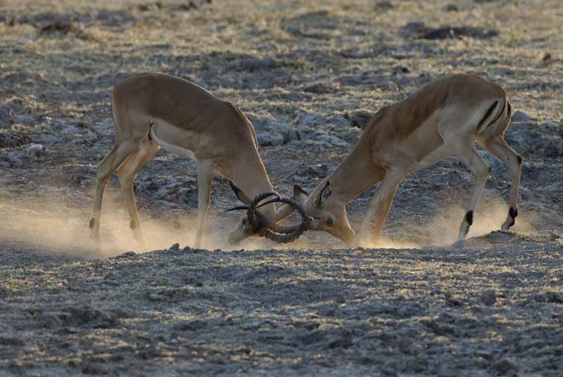 1091_Botswana_Xakanaxa_Impalas
