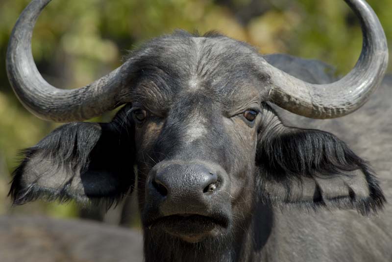 1323_Botswana_Xakanaxa_Buffles