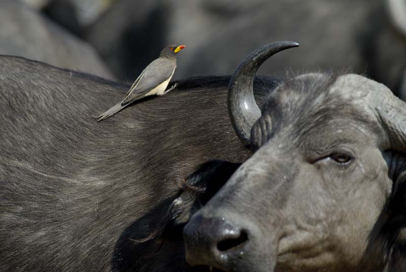 1335_Botswana_Xakanaxa_Buffles_Piqueboeufs_a_bec_jaune_