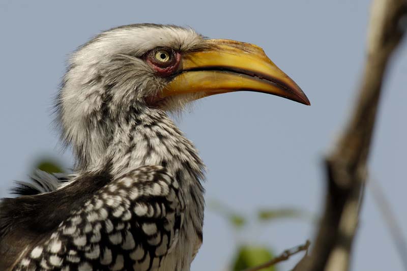 1376_Botswana_Xakanaxa_Calao_leucomele