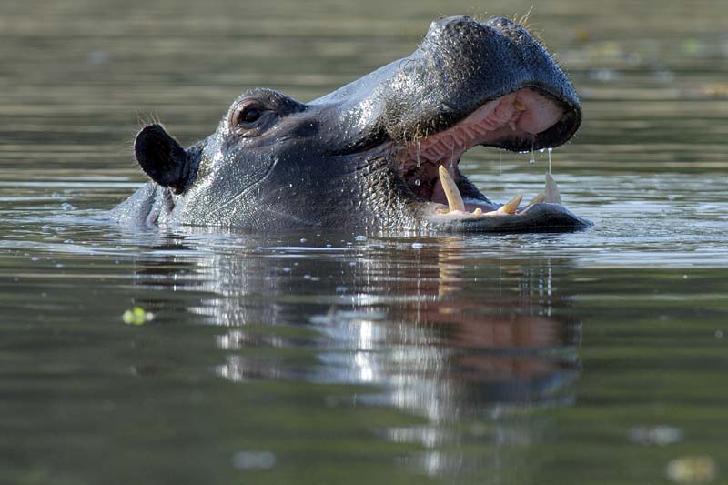 1861_Botswana_Khwai_Hippopotames_1