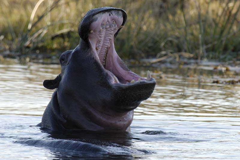 2313_Botswana_Khwai_Hippopotames