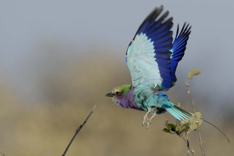 2999_Botswana_Savuti_Rollier
