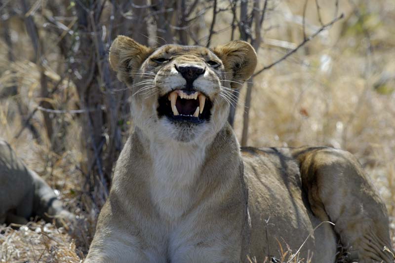 3087_Botswana_Savuti_Lions