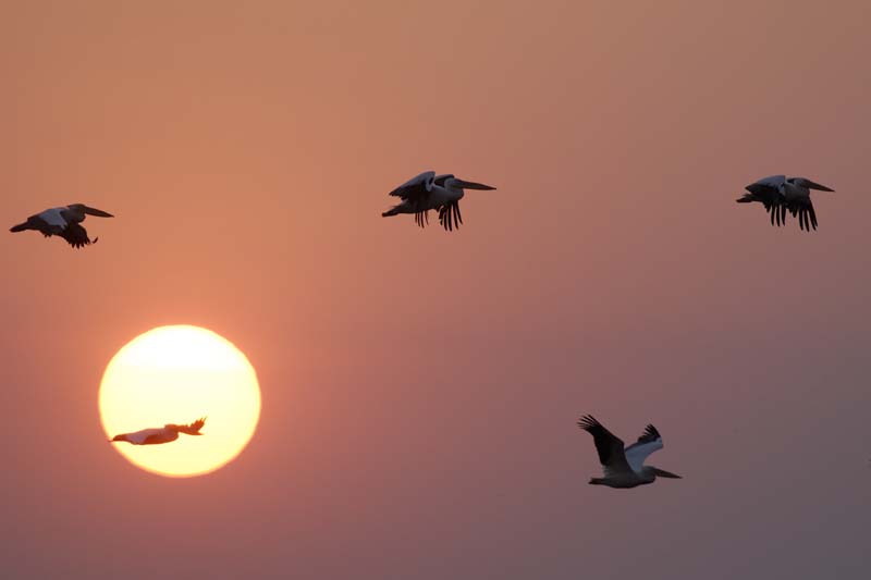 4064_Botswana_Chobe_Pelicans