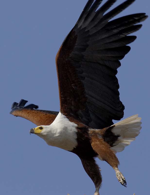 4378_Botswana_Chobe_Aigle_pecheur