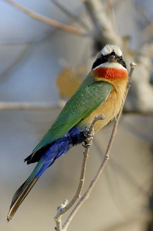 4821_Botswana_Chobe_Guepier_a_front_blanc