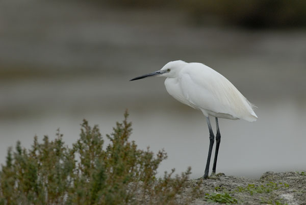 Aigrette_060205_LT_011