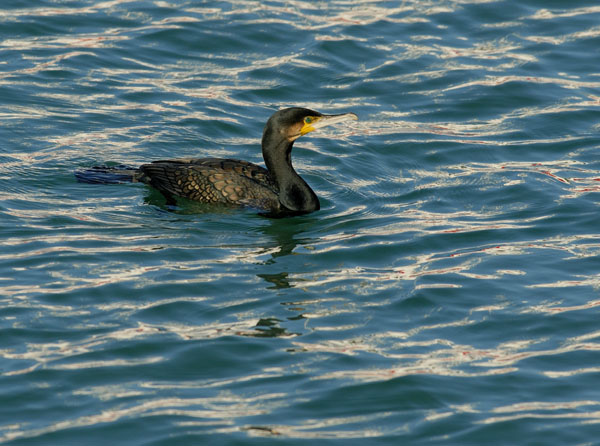 Cormoran060205_LT_087