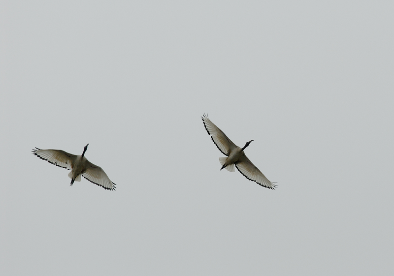 060528_Ibis_400