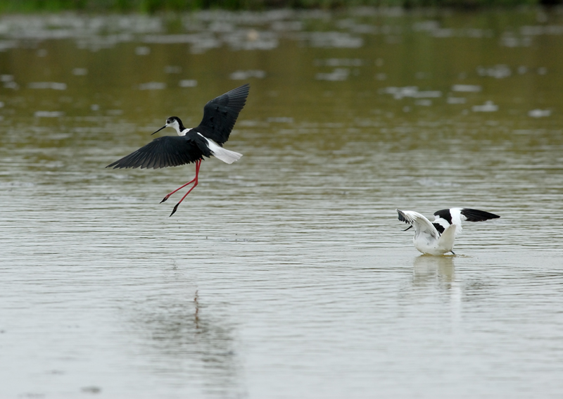 060528_avocettes_093