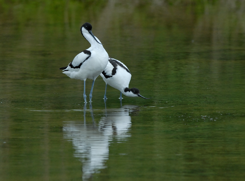 060528_avocettes_273