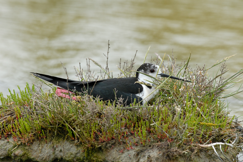 060528_echasse_137