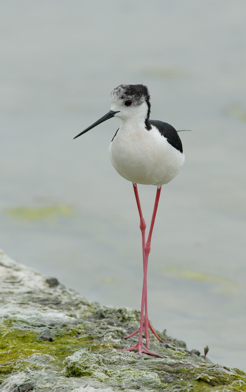 060528_echasse_251