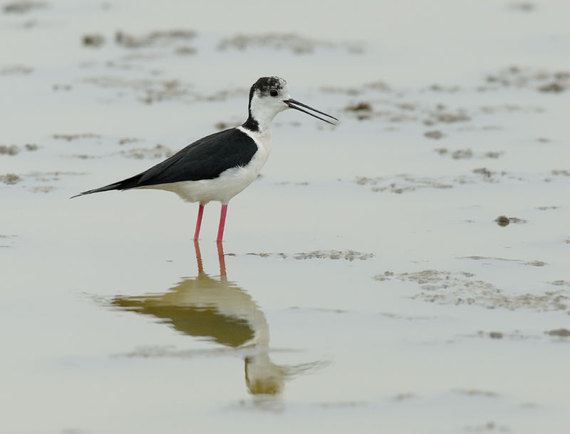060528_echasse_319