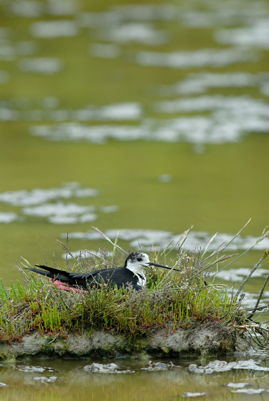 060528_echasse_339