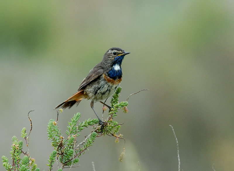 060528_gorgebleue_371