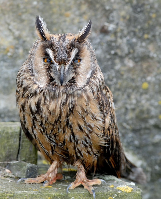 060528_hibou_034