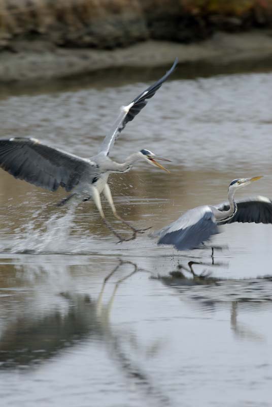 071027_herons_ibis_024