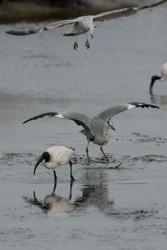 071027_herons_ibis_063