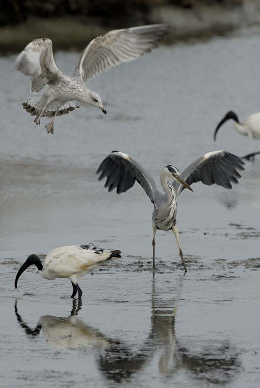 071027_herons_ibis_066