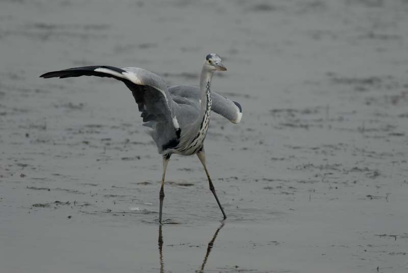 071027_herons_ibis_218