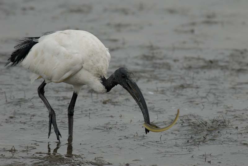 071027_herons_ibis_257