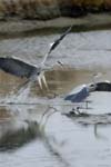 071027_herons_ibis_024