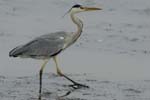 071027_herons_ibis_042