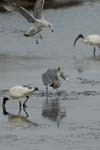 071027_herons_ibis_064