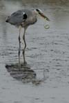 071027_herons_ibis_124