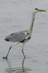 071027_herons_ibis_184