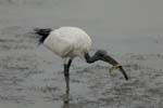 071027_herons_ibis_229