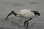 071027_herons_ibis_244