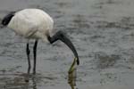 071027_herons_ibis_260