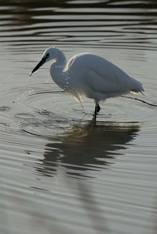 071230_LT_Aigrette__028