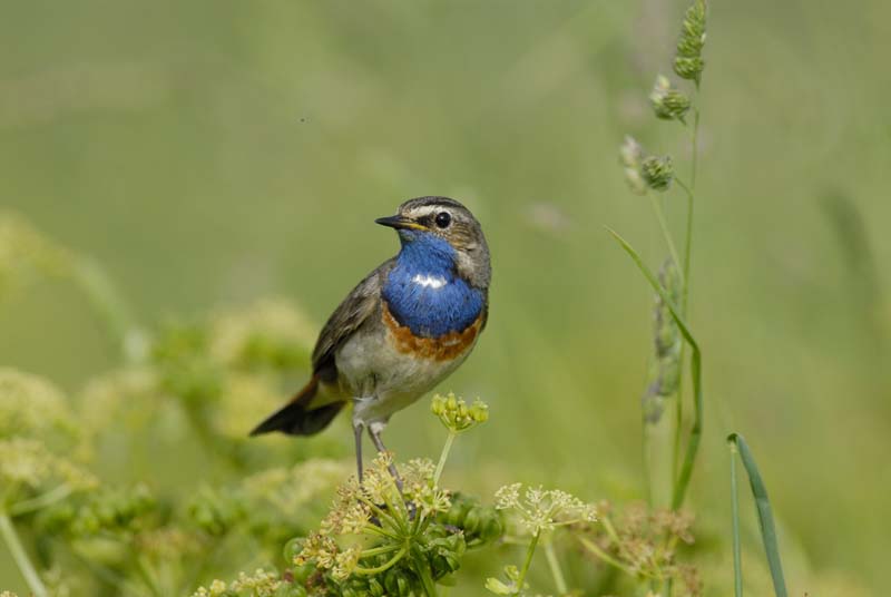 080518_LT_GorgeBleue_200