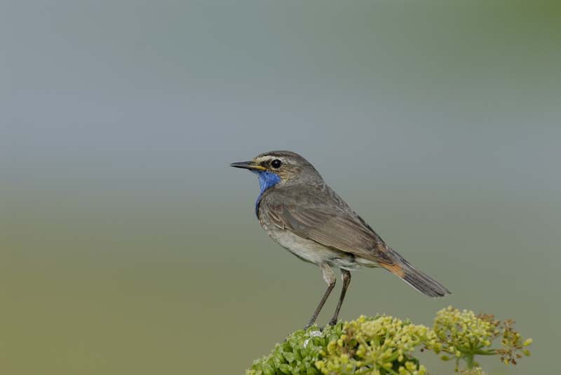 080518_LT_GorgeBleue_230