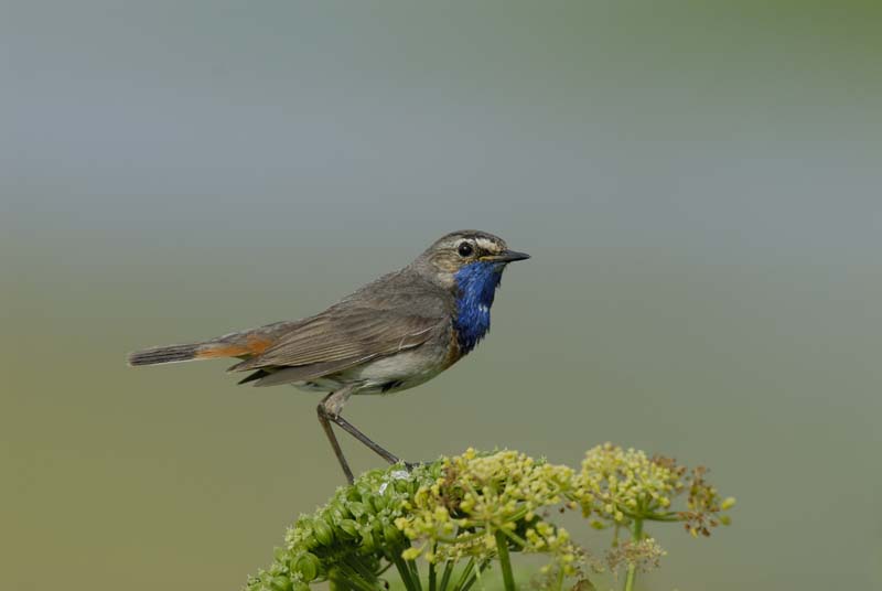 080518_LT_GorgeBleue_241
