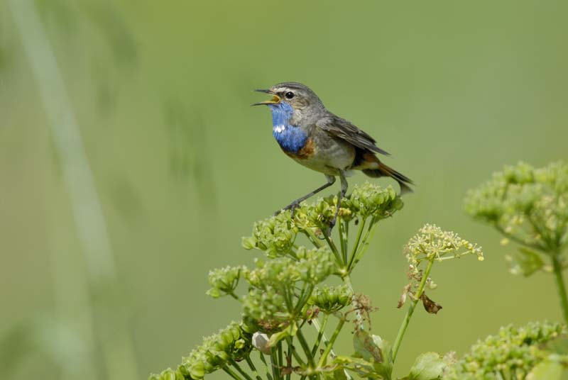080518_LT_GorgeBleue_375