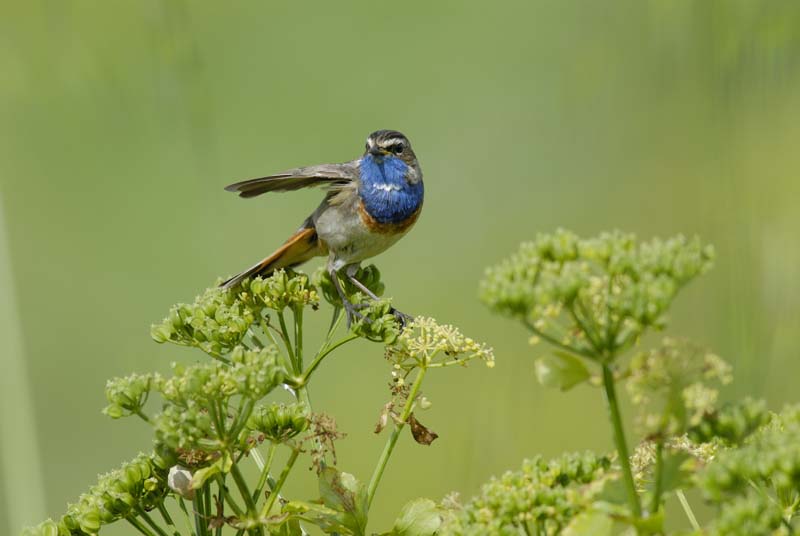080518_LT_GorgeBleue_408