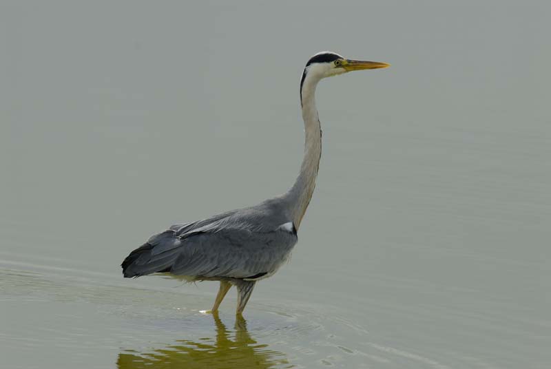 080518_LT_Heron_426