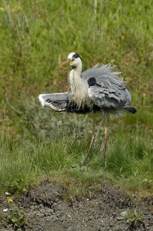 080518_LT_Heron_458