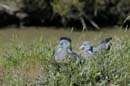 080518_LT_Pigeons_002