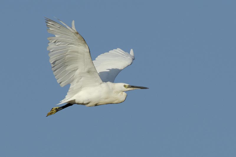 080806_Camargue_Aigrettes_489