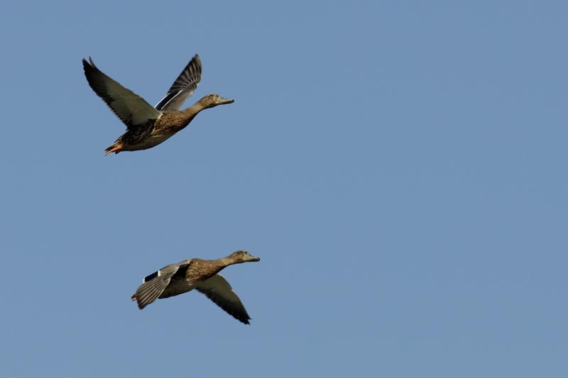 080806_Camargue_Colverts_218